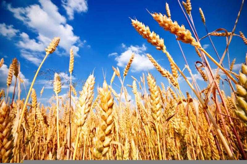 هبوط في سعر طن القمح اليوم الخميس عند التاجر.. الأردب بكام