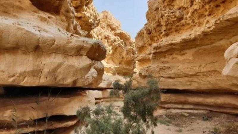 محمية وادي دجلة .. تضم 12 نوعاً من طيور الصحراء الشرقية وسلاحف مهدد بالانقراض