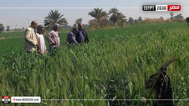 الزراعة تواصل تقديم الدعم الفني لمزارعي المحاصيل الاستراتيجية في محافظة أسوان
