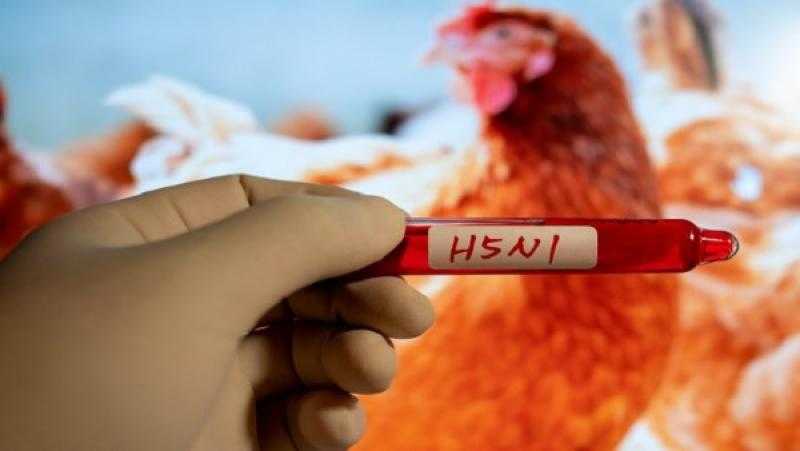 أمريكا ترصد سلالة جديدة من إنفلونزا الطيور وتحذير من انتقاله للأطفال