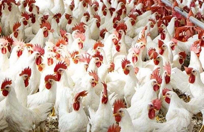 الزيني يكشف أسباب ارتفاع سعر الدواجن