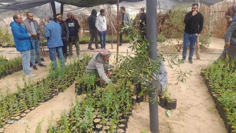 مركز بحوث الصحراء يوزع 10 آلاف شتلة لوز على مزارعي شمال سيناء ضمن المبادرة الرئاسية