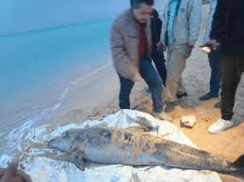 العثور على دولفين نافق ونقله لتحنيطه بمعهد علوم البحار والمصايد بالسويس