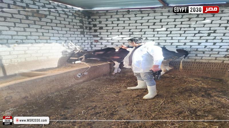 بيطرى البحيرة