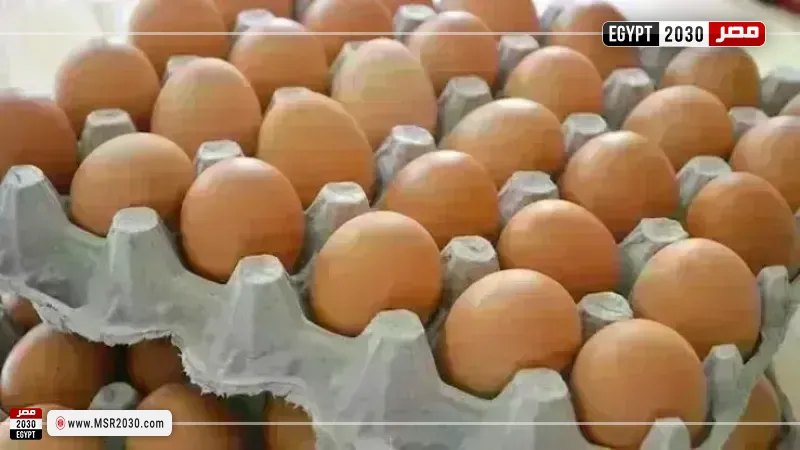 أسعار البيض اليوم