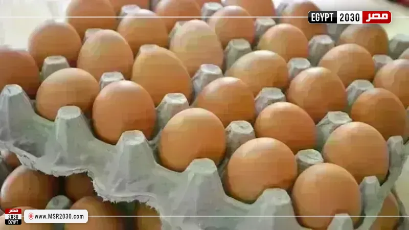 أسعار البيض اليوم