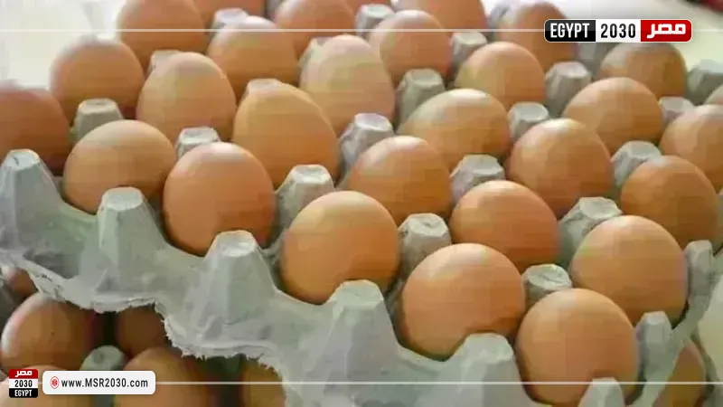 أسعار البيض اليوم