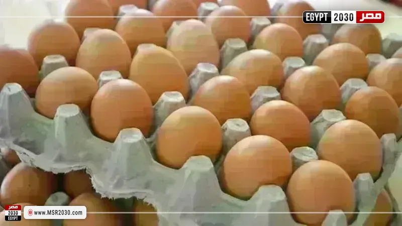 أسعار البيض اليوم