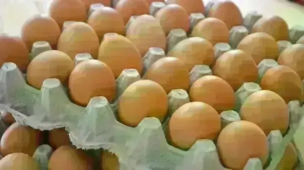 أسعار البيض اليوم