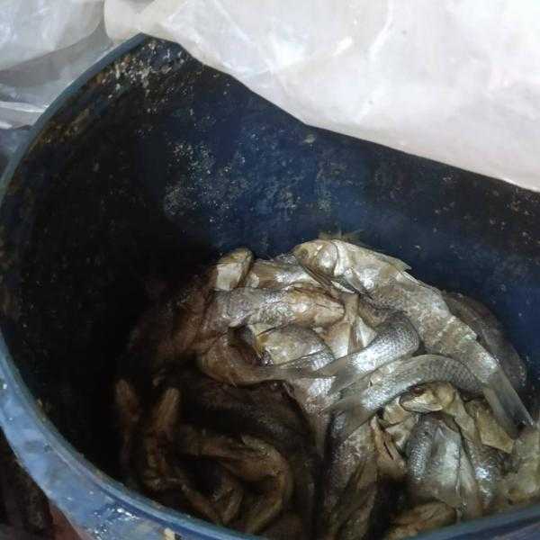 حملة تموينية تضبط 6 أطنان لحوم وفسيخ وسردين غير صالحة للاستهلاك الآدمى بالقاهرة l صور