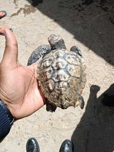 وزيرة البيئة: إنقاذ 4 سلاحف بحرية بالتعاون بين محمية اشتوم الجميل والمجتمع المدني في دمياط