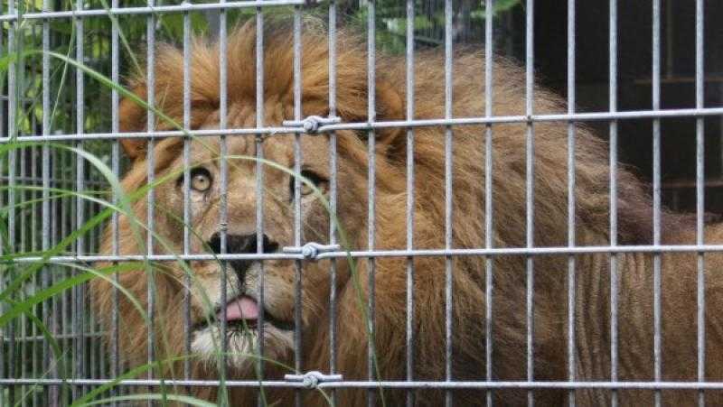 الجزائر تفجع بحادثة هجوم قاتلة.. 3 أسود تفترس حارسا في حديقة حيوان