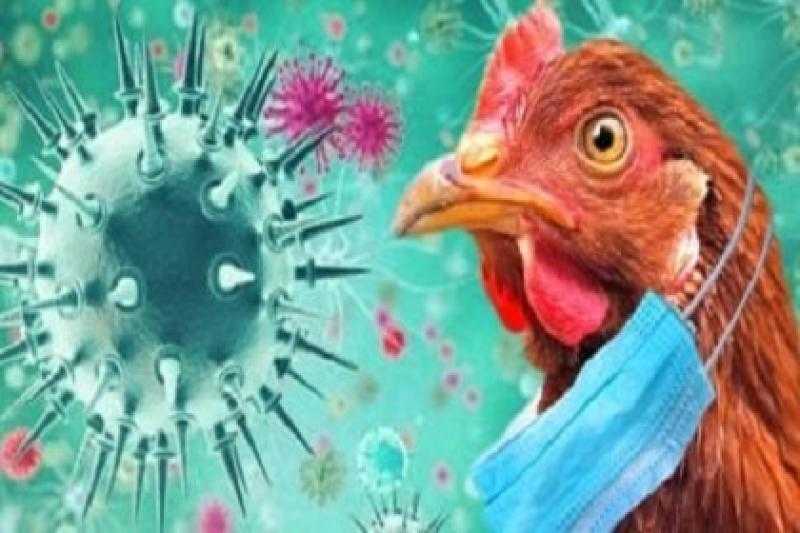 المكسيك تسجل أول حالة إصابة بشرية بفيروس إنفلونزا الطيور