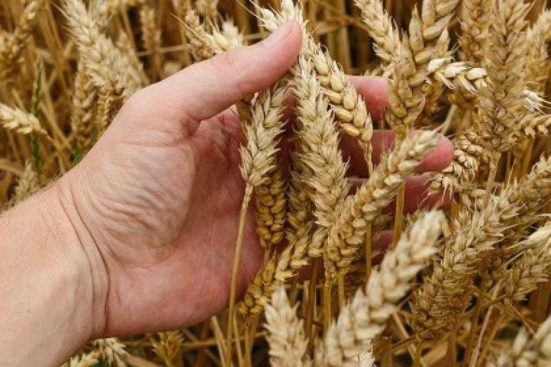 تموين الفيوم: موسم حصاد القمح هذا العام كان عيد حقيقي ونسبة التوريد وصلت لـ 90%