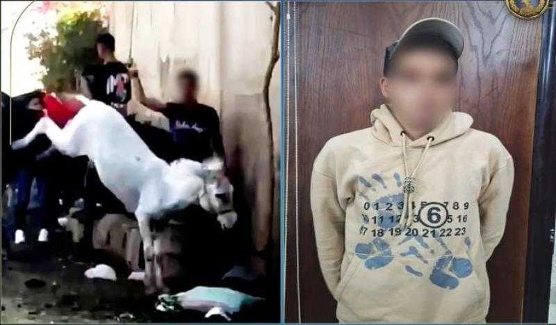 الداخلية تكشف ملابسات فيديو الاعتداء على دابة بالهرم وتدخل سيدة أجنبية لحمايتها