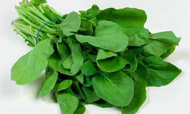 يخفض الكوليسترول ويحسن الذاكرة.. فوائد الجرجير