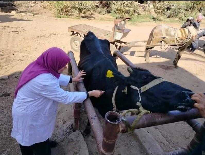 بيطرى الشرقية: فحص 2282 رأس ماشية ضد البروسيلا  خلال شهر مارس الماضى