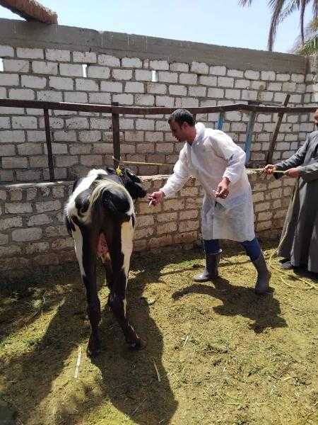 الخدمات البيطرية: مصر قامت بمعجزة في التحصين الأخير ضد سلالة الحمى القلاعية الجديدة