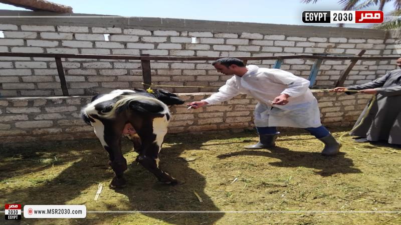 الحمى القلاعية الجديدة