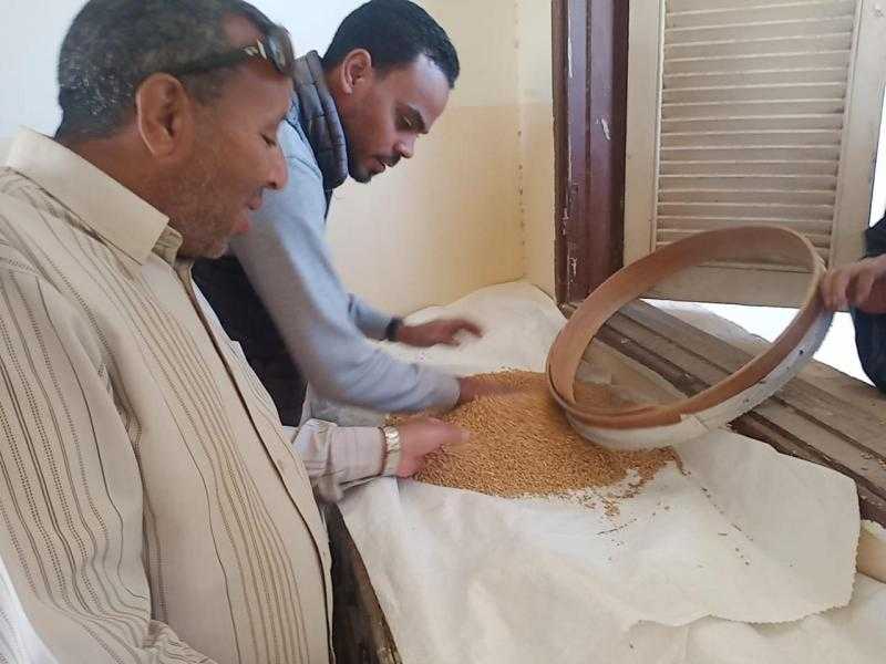 تموين الأقصر يتابع بدء موسم توريد القمح بالمحافظة..وتذليل معوقات التوريد