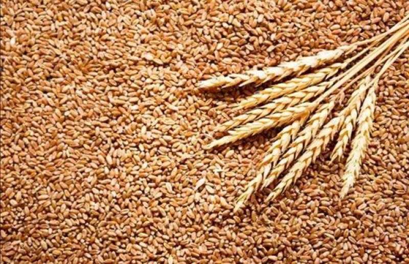 الزراعة: بدء موسم حصاد القمح وارتفاع إنتاجية الأصناف الجديدة