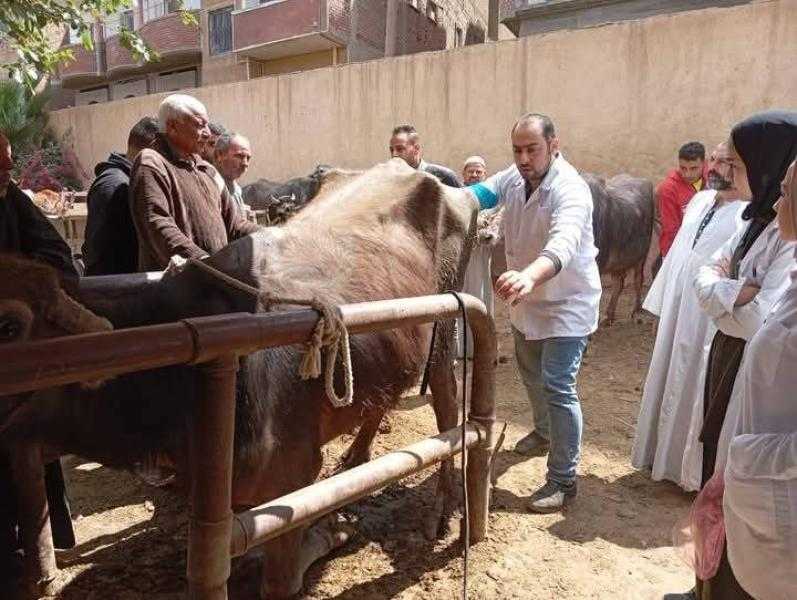 الكشف على ١٥٠٠ حالة  في قافلة بيطرية مجانية لجامعة المنوفية بقرية البتانون