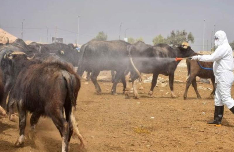 المثنى العراقية تشهد وفاة ثانية يشتبه بإصابتها بالحمى النزفية