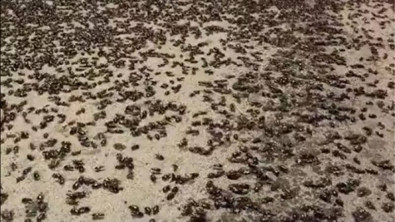 إنتشار حشرة الخنافس