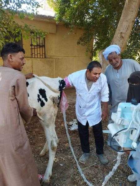 الكشف علي 210 راس ماشية في قافلة بيطرية وإرشادية مجانية بقرية حجازة قبلي بمحافظة قنا