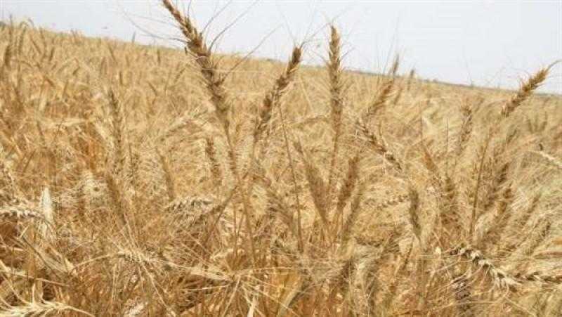 الزراعة: أوقفنا حصاد محصول القمح بسبب العاصفة الترابية