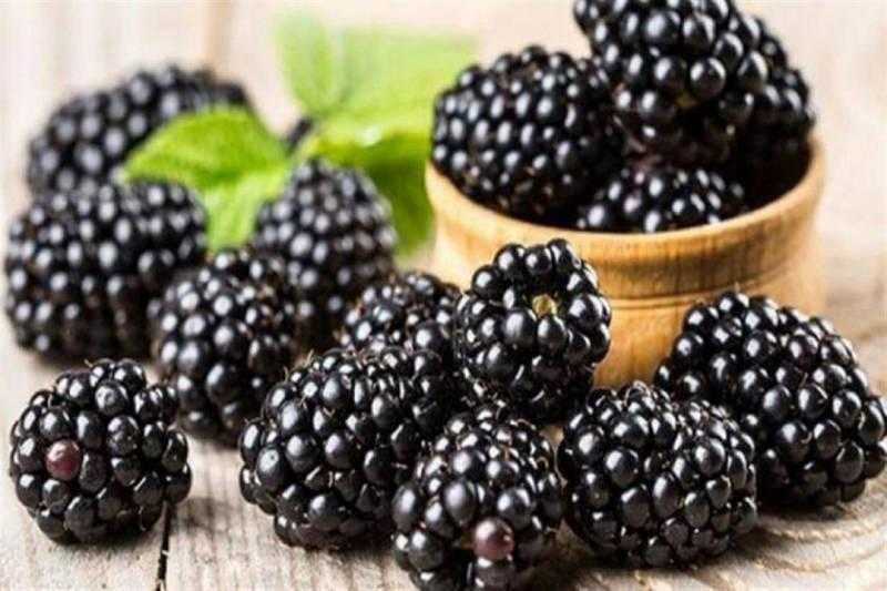 منتشر في الأسواق.. فوائد تناول التوت