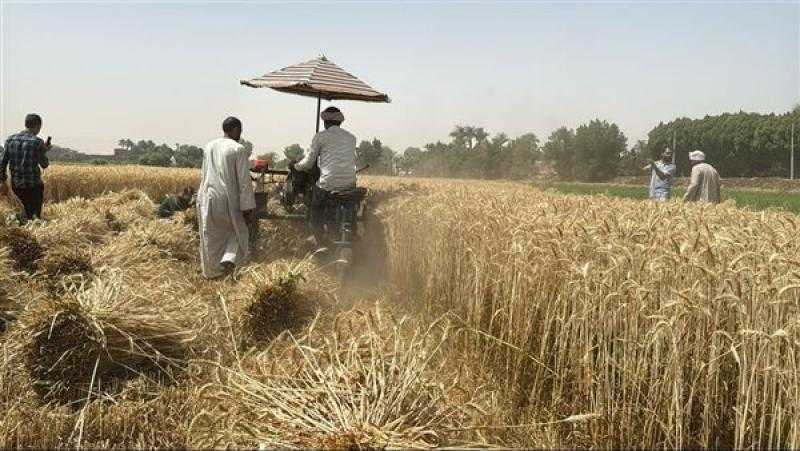 الزراعة: نستهدف الوصول لـ 10 مليون طن قمح هذا العام