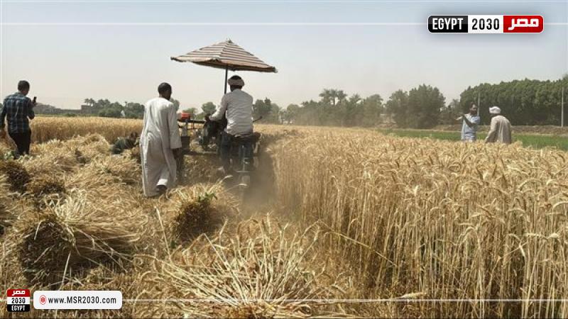 توريد قمح