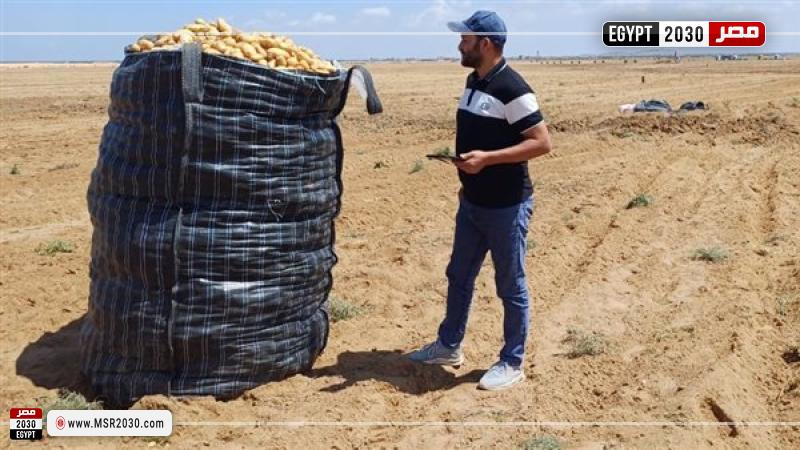 البطاطس