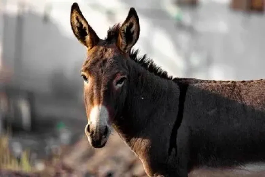 الحمار