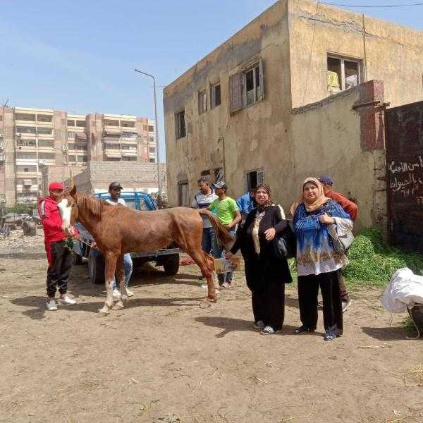 حملة موسعة لمكافحة الدواب الهائمة في المناطق الحيوية بحي المناخ ببورسعيد