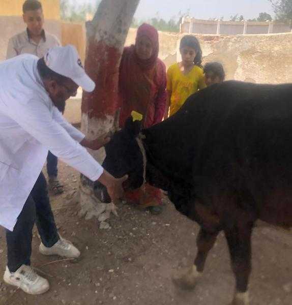 كفرالشيخ: تنظيم قافلة بيطرية مجانية بقرية أبو عليوة الشرقية بسيدي سالم
