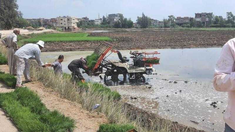خطوات التقنيات الحديثة لزراعة الأرز آلياً