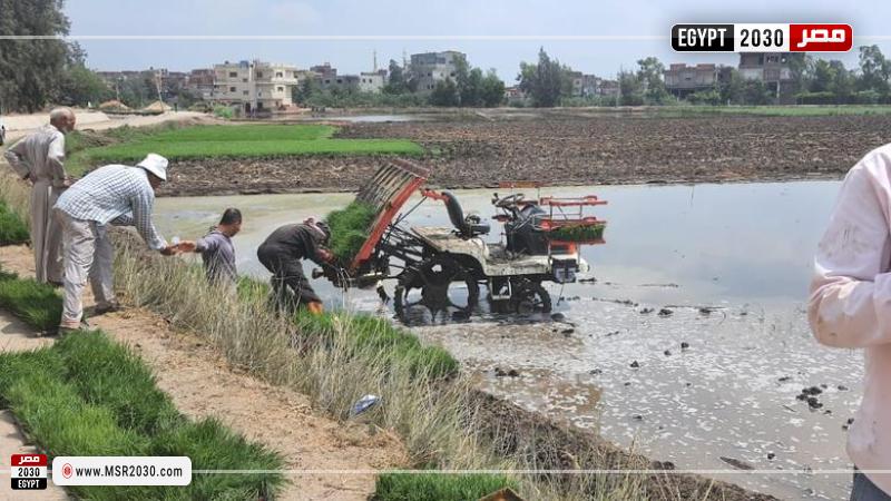 زراعة الأرز باستخدام أحدث نظم الميكنة الزراعية