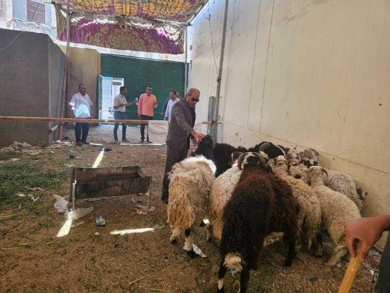 تموين الأقصر: وصول خراف حية ومجمدة بمناسبة قرب عيد الأضحى المبارك بفروع الشركة المصرية لتجارة الجملة