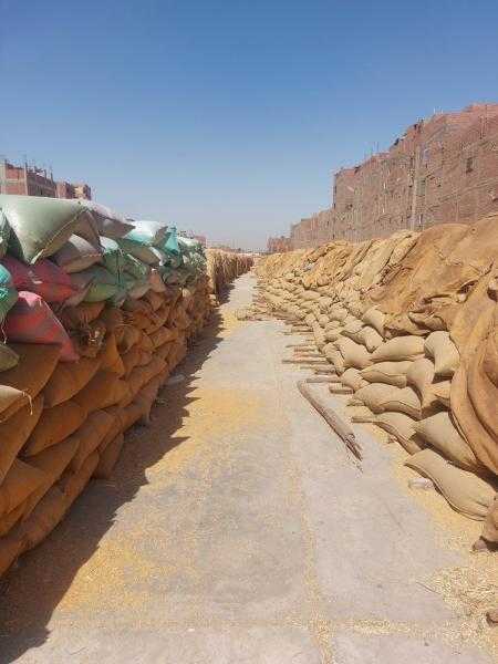 محافظ أسيوط: توريد أكثر من 153 ألف طن من القمح المحلي حتى الآن واستمرار العمل بكافة مواقع الاستلام
