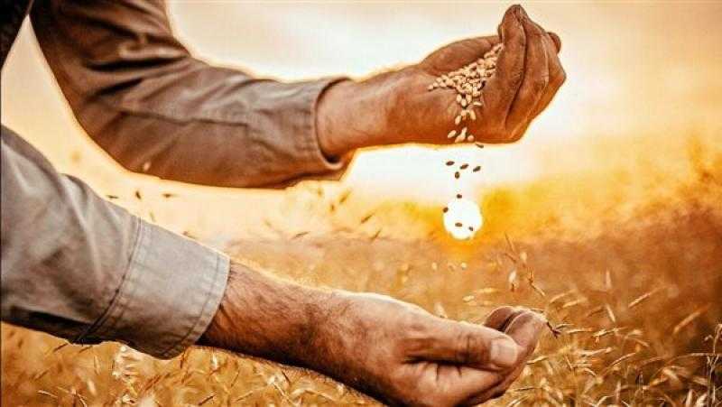 وزير التموين: استلام 3.5 مليون طن قمح محلي من المزارعين حتى الآن
