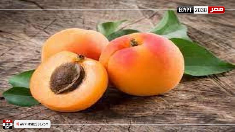 المشمش