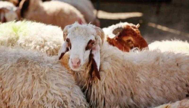 حكم نحر الأضحية ليلًا في أيام التشريق.. الإفتاء توضح