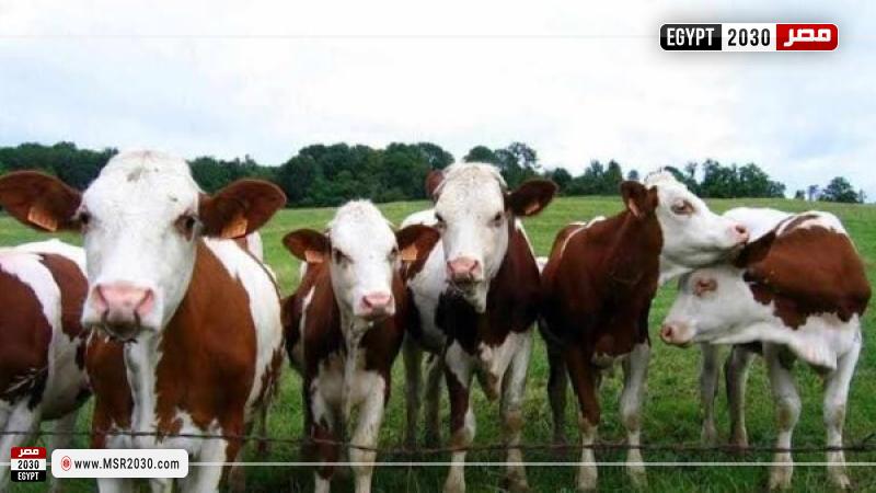 الثروة الحيوانية خلال عيد الأضحى