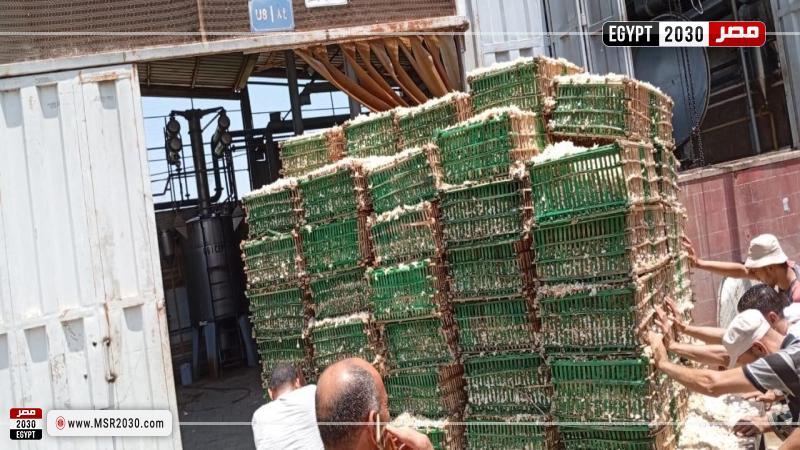بدء توريد محصول الياسمين لمصانع شبرابلوبة بمحافظة الغربية