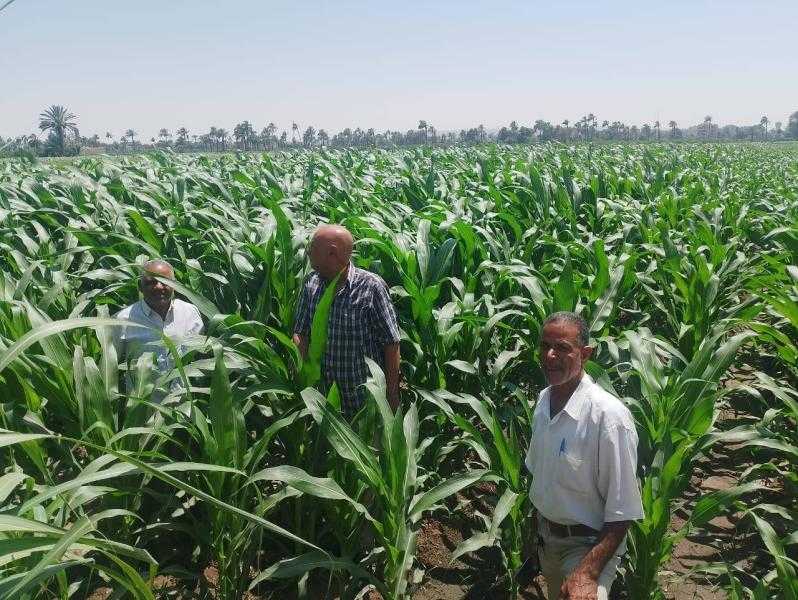 مديرية الزراعة بأسيوط تتابع زراعات المحاصيل الزراعية بقرى مركز الفتح