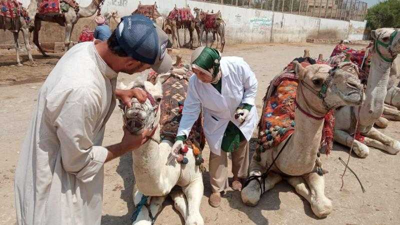 الخدمات البيطرية تطلق قوافل علاجية مجانية لدعم صغار المربين في 5 محافظات