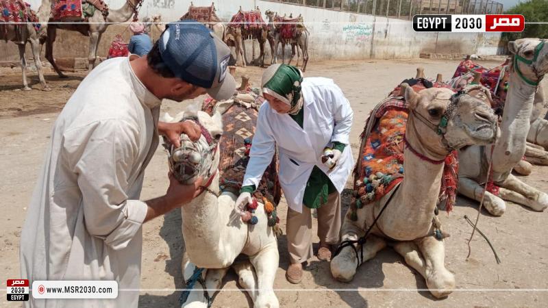 الخدمات البيطرية
