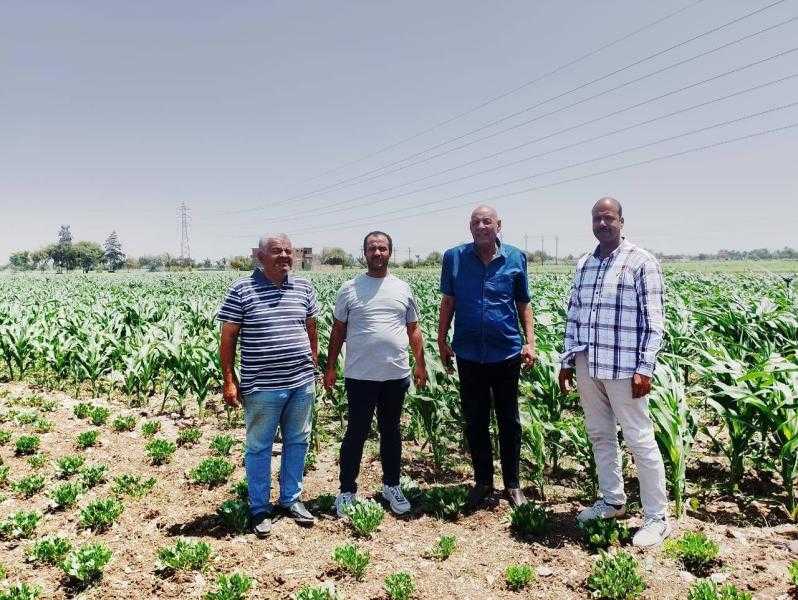 مديرية الزراعة بأسيوط تتابع زراعات المحاصيل الصيفية بمركز أبنوب
